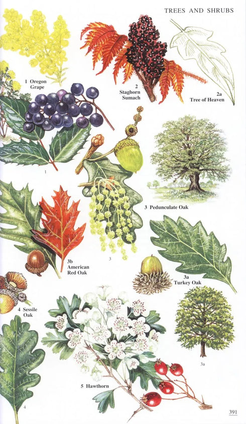 Wild Flowers of Britain and Ireland, 2nd Ed. - Blamey 2013